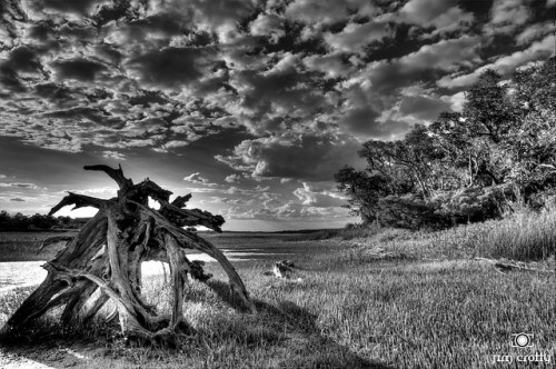 Black and white landscape photography of Pinckney Island South Carolina