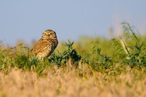 Burrowing-Owl-Nikon-80-400mm-650x434