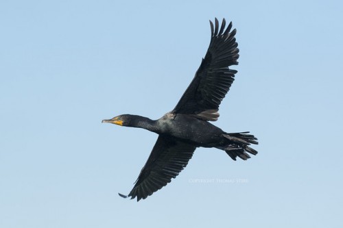 Cormorant-1-650x433