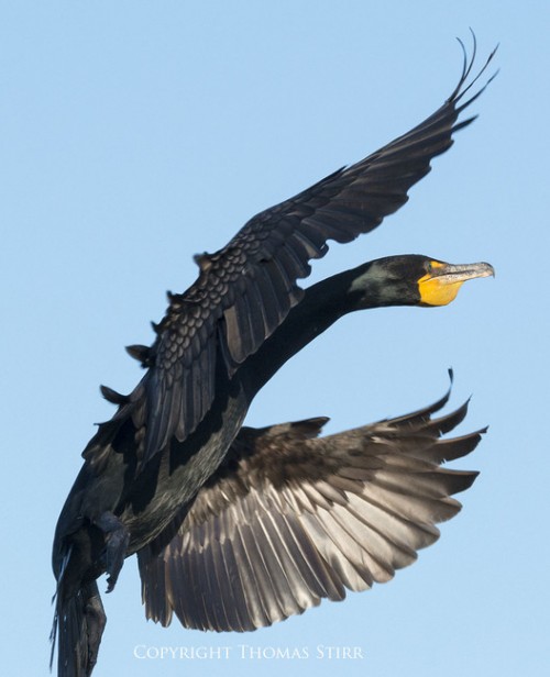 Cormorant-2-527x650