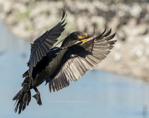 Cormorant-4-650x515