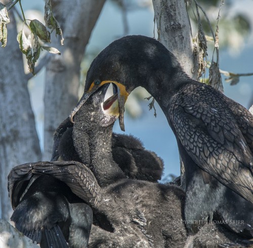 Cormorant-6-650x637