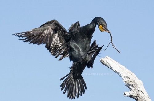 Cormorant-9-650x430