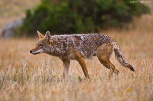 Coyote-Hunting-650x431