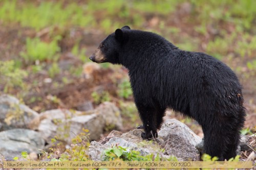 Beautiful Black Bear Looking over Ledge