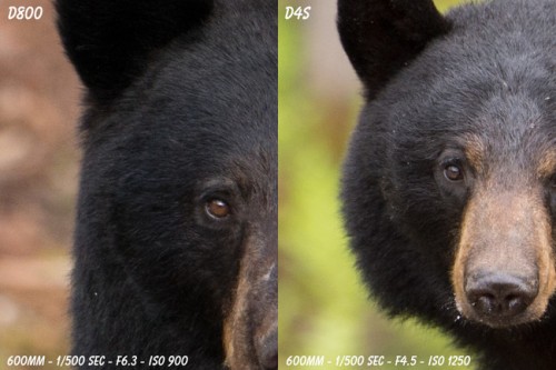 D4s versus D800 Sample