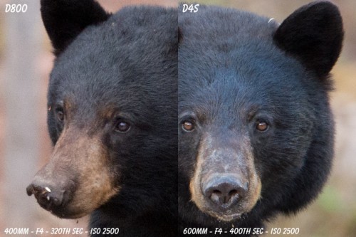 D4s versus D800 Sample