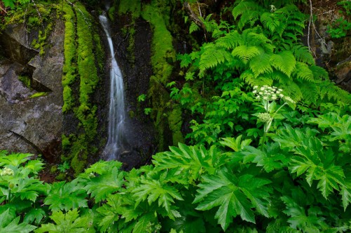 Mt-Rainier-3-650x432