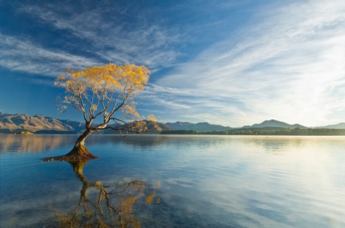 NZ-WA-Lake-Wanaka-Willow-Reflection-01