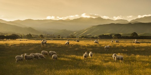 New Zealand Photos | Evening light on sheep, Wairarapa