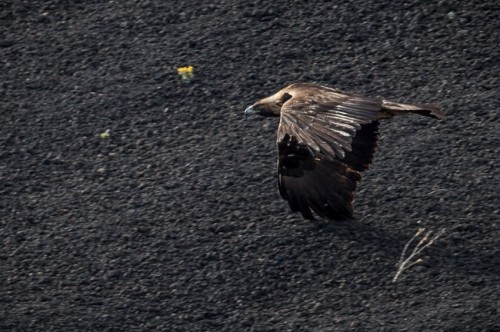 Verm-Golden-Eagle-Sunset-Crater-3126-2-650x432