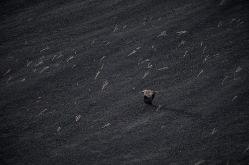 Verm-Golden-Eagle-Sunset-Crater-3126-650x432