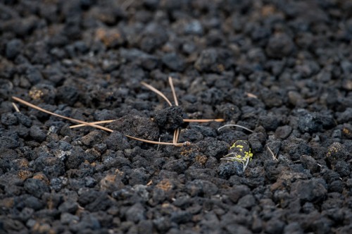 Verm-cinder-lichen-800-Sunset-Crater-3085-650x432