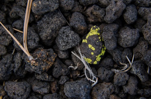 Verm-cinder-lichen-cu-Sunset-Crater-0415-650x430