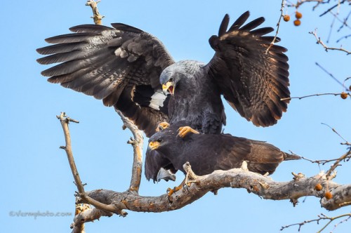 Verm-mating-Black-hawks-Page-Springs-4311-650x432