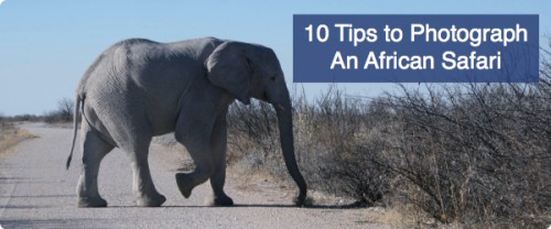 african-safari-photography