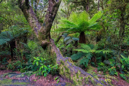 haast-highway1-650x433