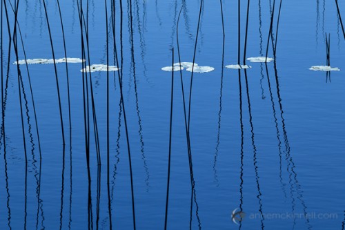 Pond Reflection #2
