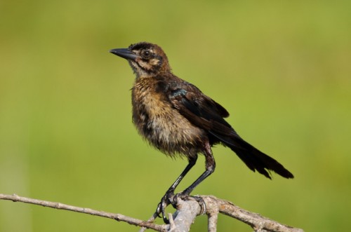 Sharpening-Example-Bird-650x431