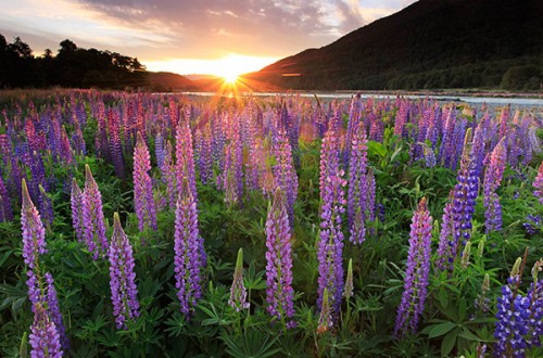 Lupins sunset - Sunstar Hollyford River, Fiordland, New Zealand